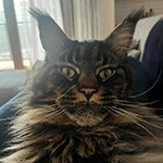 Maine Coon kitten Churchill StarPaws, color n 22, litter C, 26.07.2018