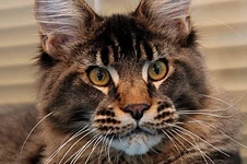 Maine Coon kitten Cosmos StarPaws, color n 25, litter C, 26.07.2018