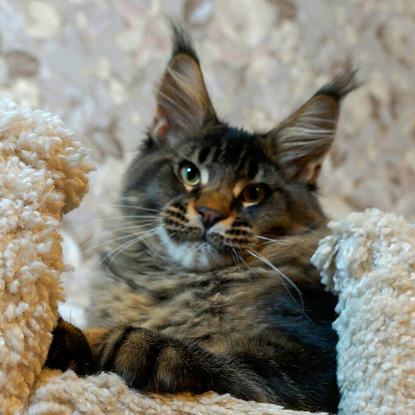 Maine Coon kitten Cosmos StarPaws, color n 25, litter C, 26.07.2018