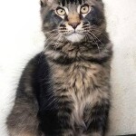 Maine Coon kitten Cosmos StarPaws, color n 25, litter C, 26.07.2018