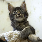 Maine Coon kitten Cosmos StarPaws, color n 25, litter C, 26.07.2018