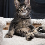 Maine Coon kitten Cosmos StarPaws, color n 25, litter C, 26.07.2018