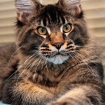 Maine Coon kitten Cosmos StarPaws, color n 25, litter C, 26.07.2018
