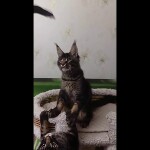 Maine coon kitten Cosmos video 1