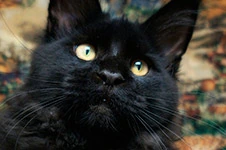 Maine Coon kitten Cousteau StarPaws, color n, litter C, 26.07.2018