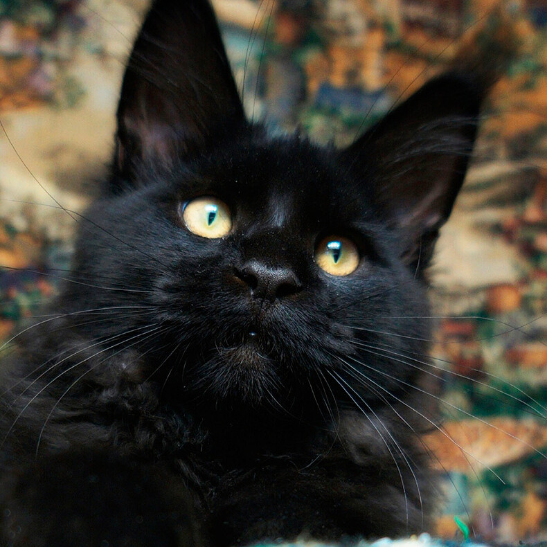 Maine Coon kitten Cousteau StarPaws, color n, litter C, 26.07.2018