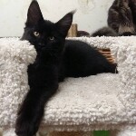 Maine Coon kitten Cousteau StarPaws, color n, litter C, 26.07.2018