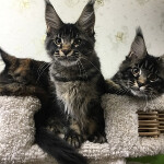 Maine Coon kittens StarPaws, litter C, 26.07.2018