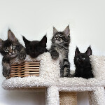 Maine Coon kittens StarPaws, litter C, 26.07.2018