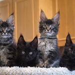Maine Coon kittens StarPaws, litter C, 26.07.2018
