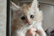Maine Coon kitten Calipso StarPaws, color ds 22, litter C1, 18.02.2023