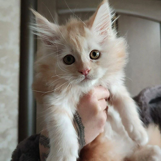 Maine Coon kitten Calipso StarPaws, color ds 22, litter C1, 18.02.2023