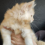 Maine Coon kitten Calipso StarPaws, color ds 22, litter C1, 18.02.2023