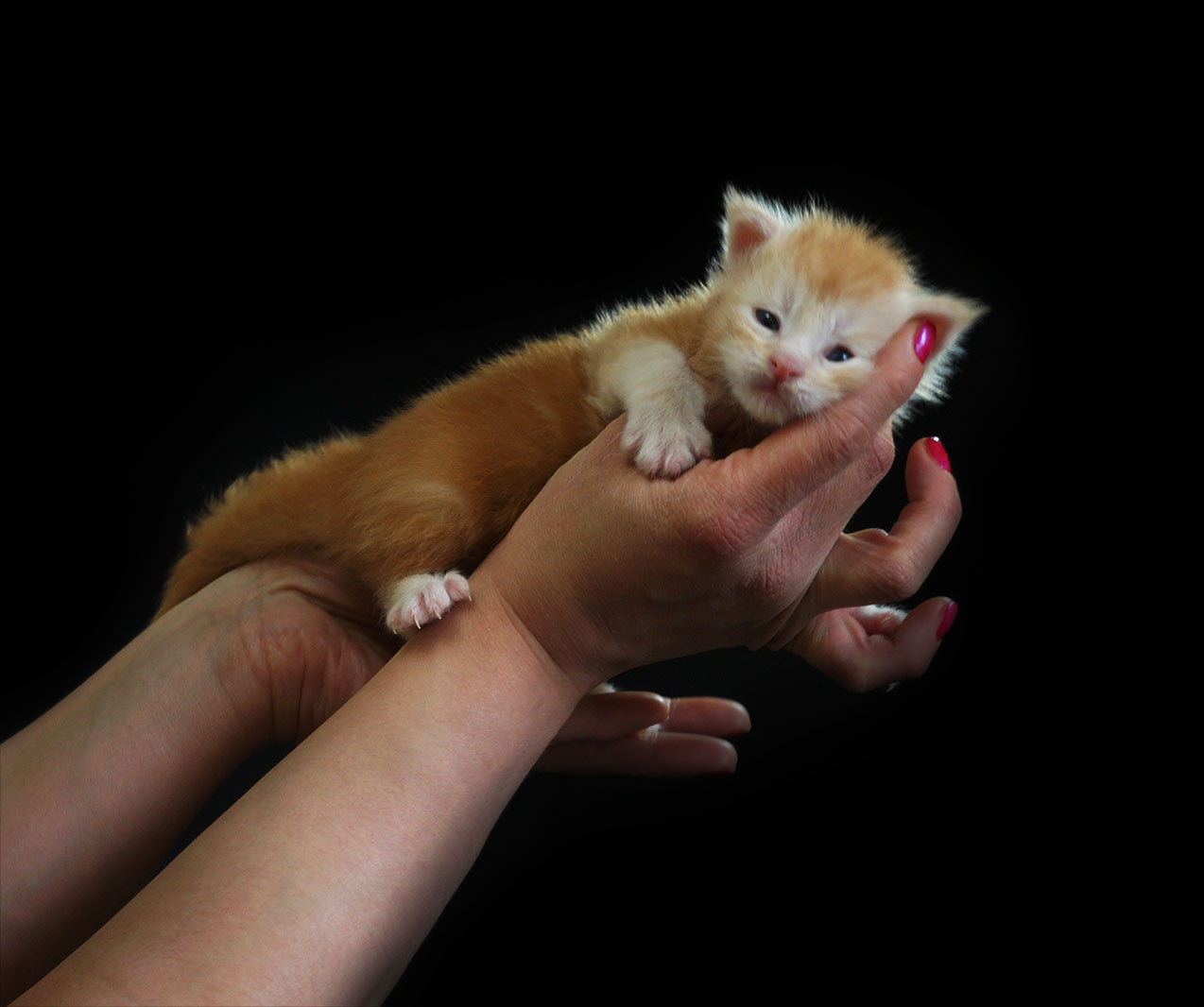 Maine Coon kitten Damir StarPaws, color ds 22, litter D, 20.04.2019
