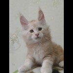 Maine Coon kitten Damir video 1