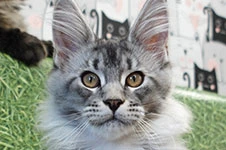 Maine Coon kitten Danaya StarPaws, color ns 25, litter D, 20.04.2019