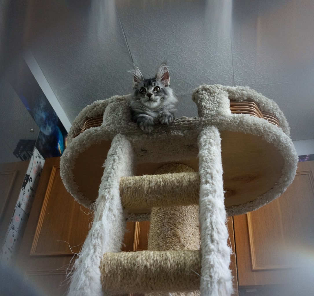 Maine Coon kitten Danaya StarPaws, color ns 25, litter D, 20.04.2019