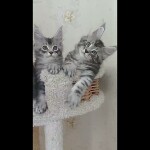 Maine coon kitten Danaya video 1