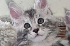 Maine Coon kitten Darina StarPaws, color fs 22, litter D, 20.04.2019