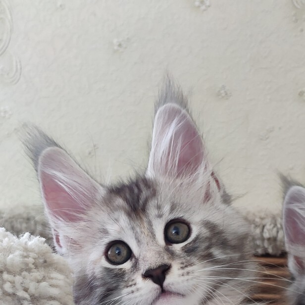 Maine Coon kitten Darina StarPaws, color fs 22, litter D, 20.04.2019