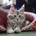 Maine Coon kitten Darina StarPaws, color fs 22, litter D, 20.04.2019