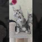 Maine coon kitten Darina video 1