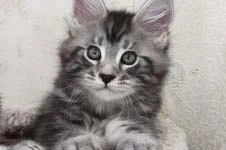 Maine Coon kitten Deny StarPaws, color ns 22, litter D, 20.04.2019