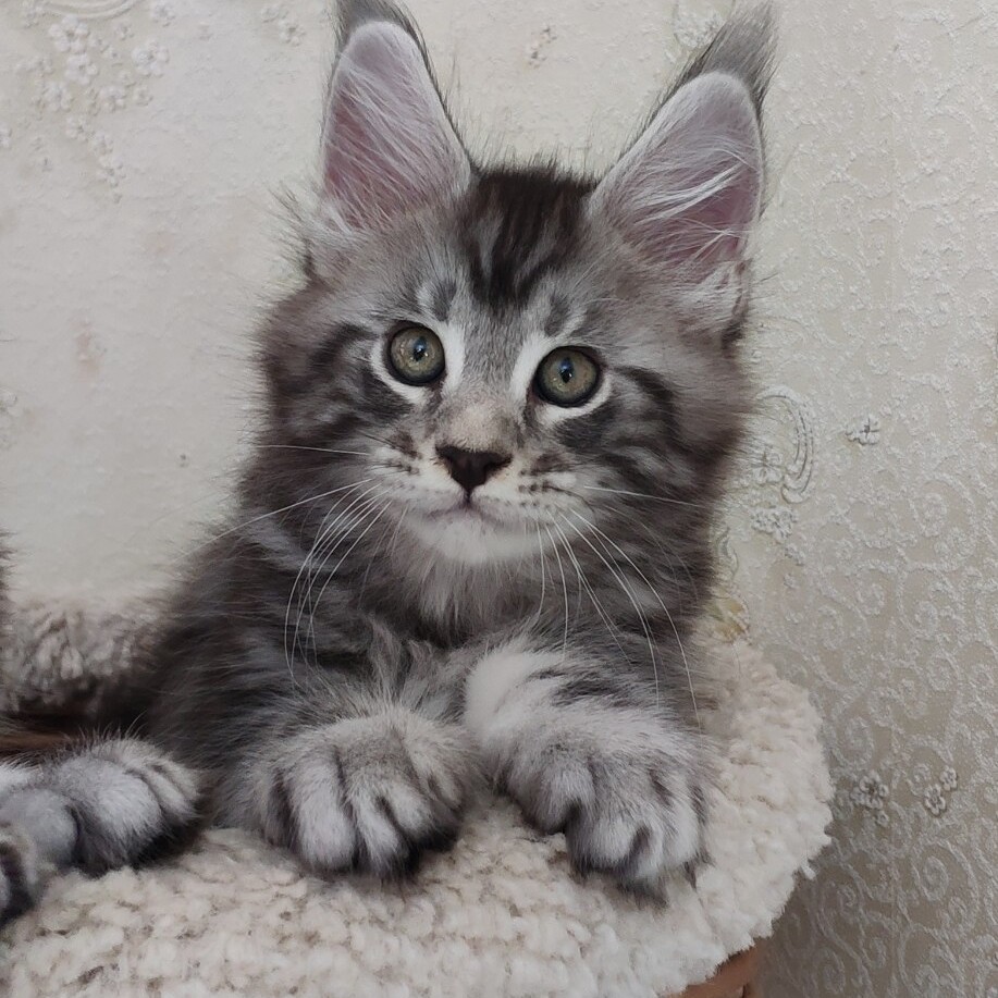 Maine Coon kitten Deny StarPaws, color ns 22, litter D, 20.04.2019