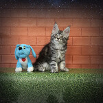 Maine Coon kitten Deny StarPaws, color ns 22, litter D, 20.04.2019