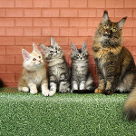 Maine Coon kittens StarPaws, litter D, 20.04.2019