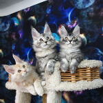 Maine Coon kittens StarPaws, litter D, 20.04.2019