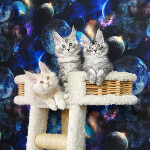 Maine Coon kittens StarPaws, litter D, 20.04.2019