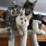 Maine Coon kittens StarPaws, litter D, 20.04.2019