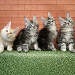 Maine Coon kittens StarPaws, litter D, 20.04.2019