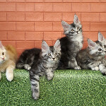 Maine Coon kittens StarPaws, litter D, 20.04.2019