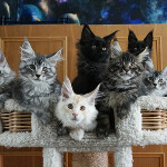Maine Coon kittens StarPaws, litter D, 20.04.2019