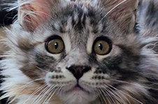 Maine Coon kitten Dana StarPaws, color fs 22, litter D1, 18.03.2023