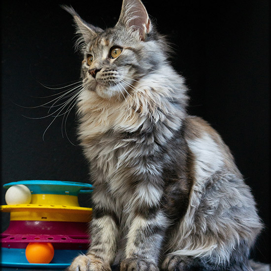 Maine Coon kitten Dana StarPaws, color fs 22, litter D1, 18.03.2023