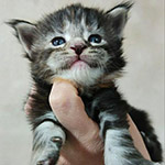 Maine Coon kitten Dana StarPaws, color fs 22, litter D1, 18.03.2023