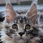 Maine Coon kitten Dana StarPaws, color fs 22, litter D1, 18.03.2023