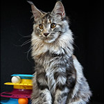 Maine Coon kitten Dana StarPaws, color fs 22, litter D1, 18.03.2023
