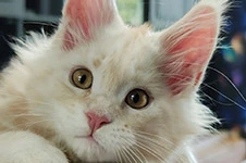 Maine Coon kitten Denis StarPaws, color ds, litter D1, 18.03.2023