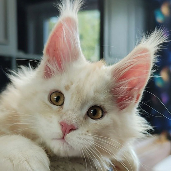 Maine Coon kitten Denis StarPaws, color ds, litter D1, 18.03.2023