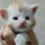 Maine Coon kitten Denis StarPaws, color ds, litter D1, 18.03.2023