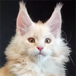 Maine coon kitten Denis video 1