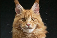 Maine Coon kitten Dina StarPaws, color d 22, litter D1, 18.03.2023