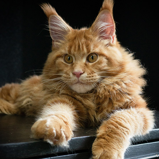 Maine Coon kitten Dina StarPaws, color d 22, litter D1, 18.03.2023