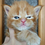 Maine Coon kitten Dina StarPaws, color d 22, litter D1, 18.03.2023