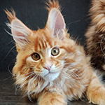 Maine Coon kitten Dina StarPaws, color d 22, litter D1, 18.03.2023