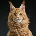 Maine Coon kitten Dina StarPaws, color d 22, litter D1, 18.03.2023